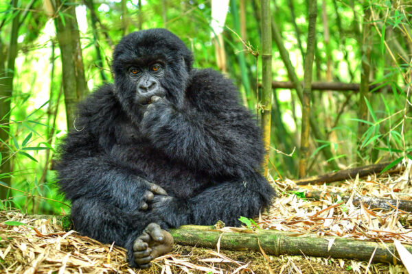 Volcanoes National Park, Rwanda
