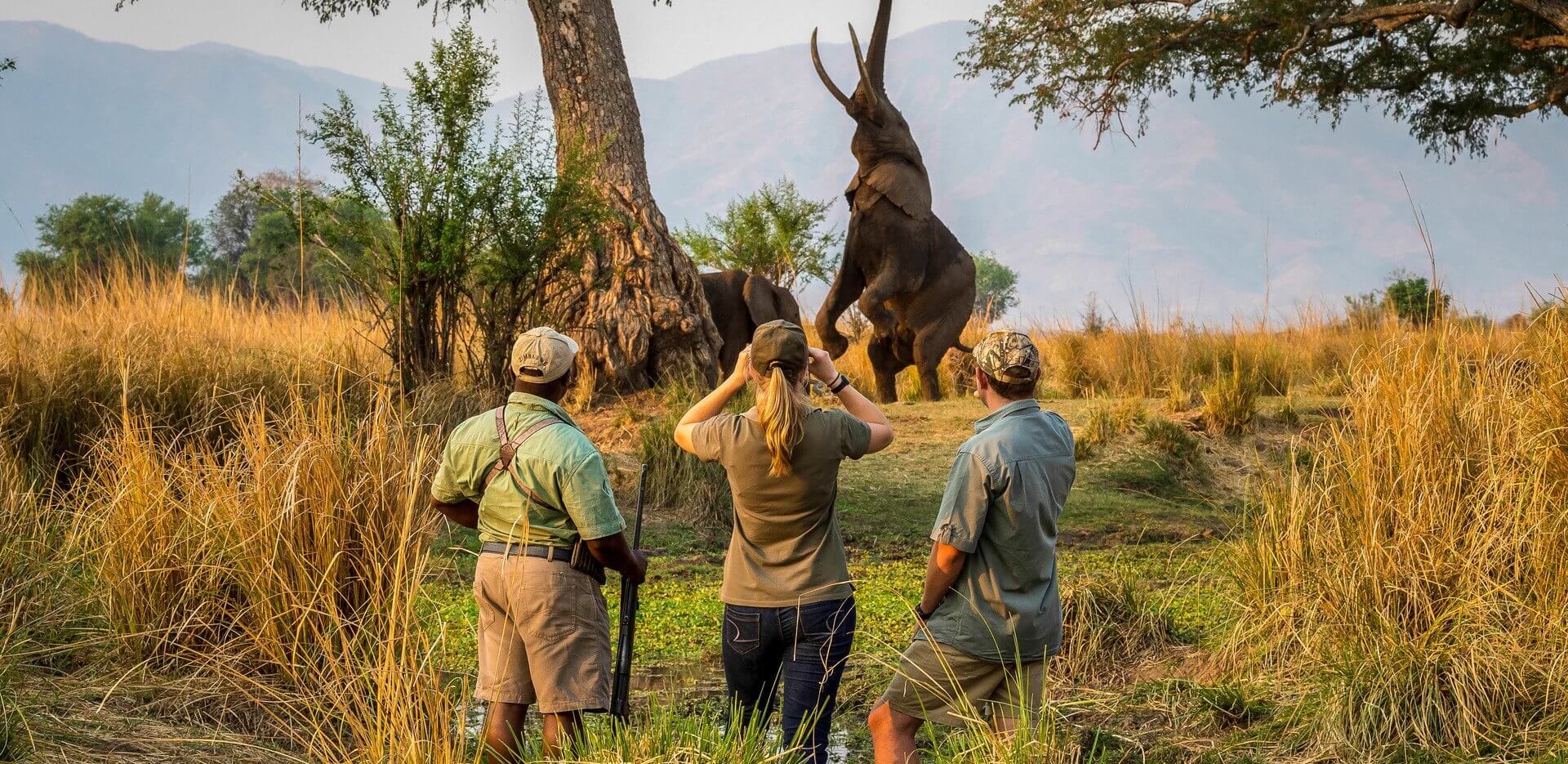 WILDLIFE
