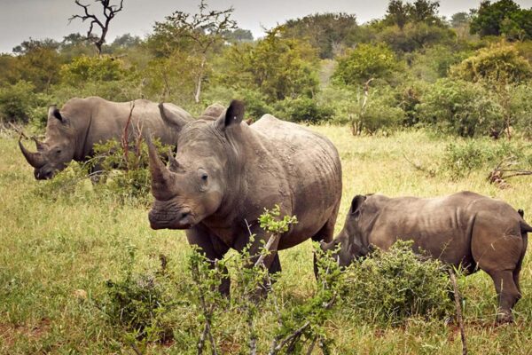 Ziwa Rhino Sanctuary