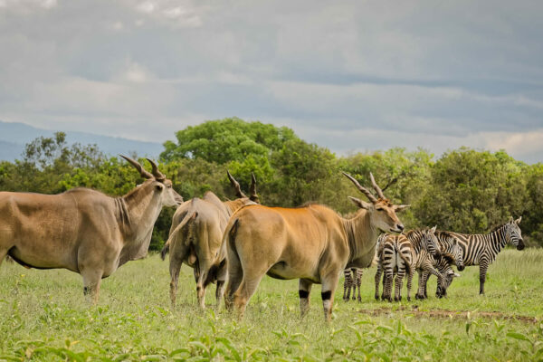 Aberdare National Park
