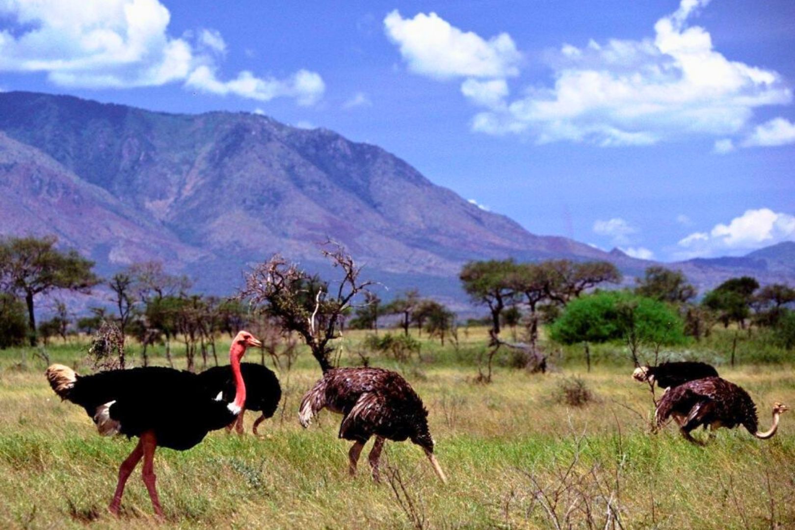 birding-safari-in-Kidepo