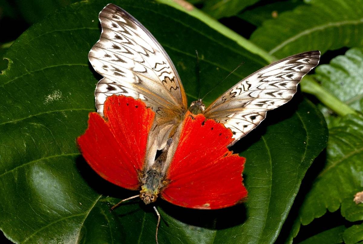 Tanzania Butterfly Safaris
