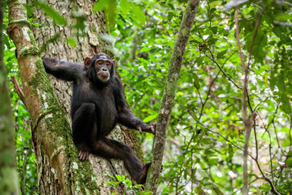 chimpanzee-tours