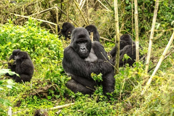 UGANDA GORILLA SAFARIS