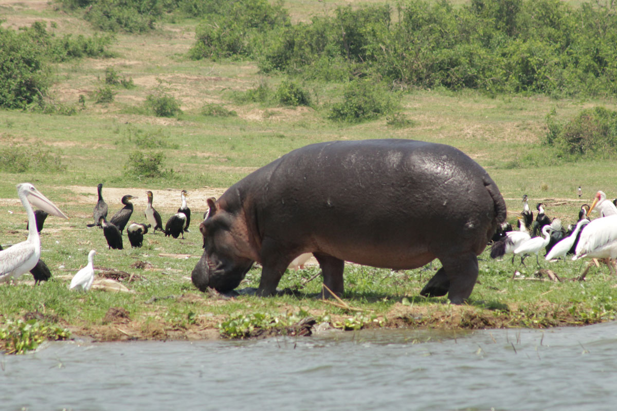 hippo-and-birds Queen Elizabeth National Park