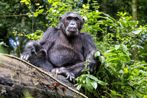 Kibale Forest National Park
