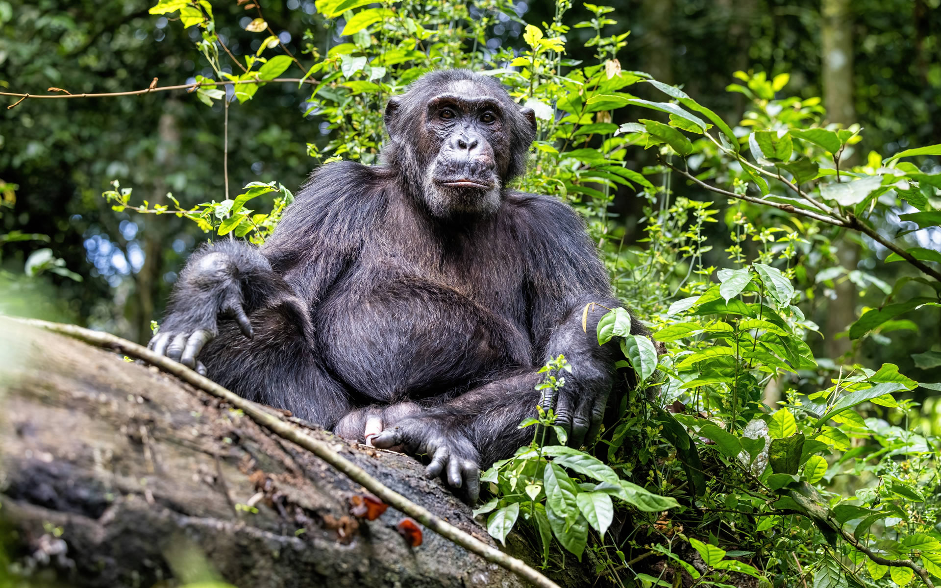 Kibale Forest National Park