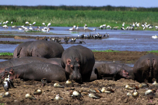 lake-manyara-national-park