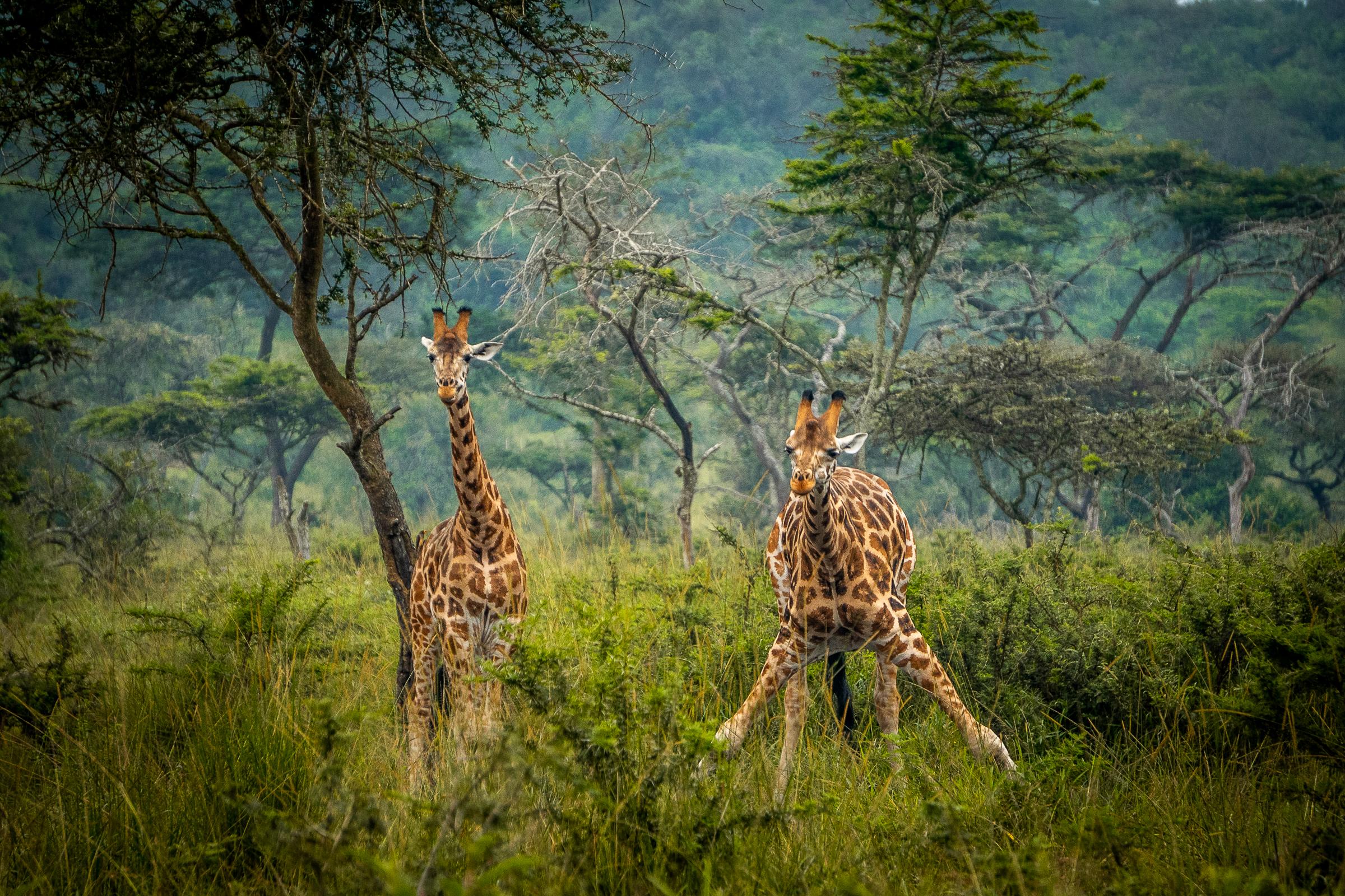 lake-mburo-national-park-giraffes