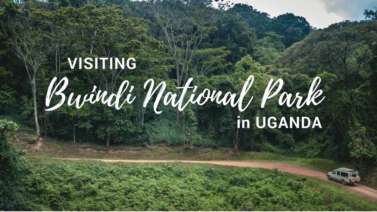 Bwindi Impenetrable Forest National Park.