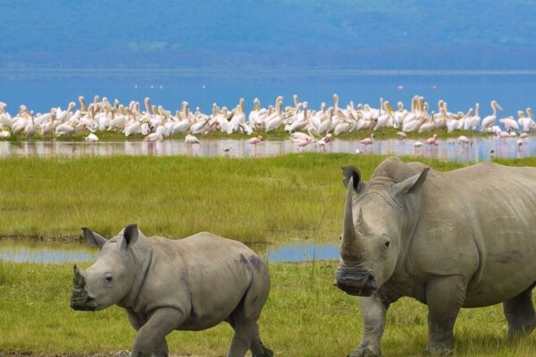 Lake Nakuru National Park