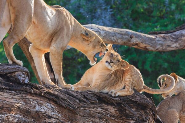 Long Kenya Safaris