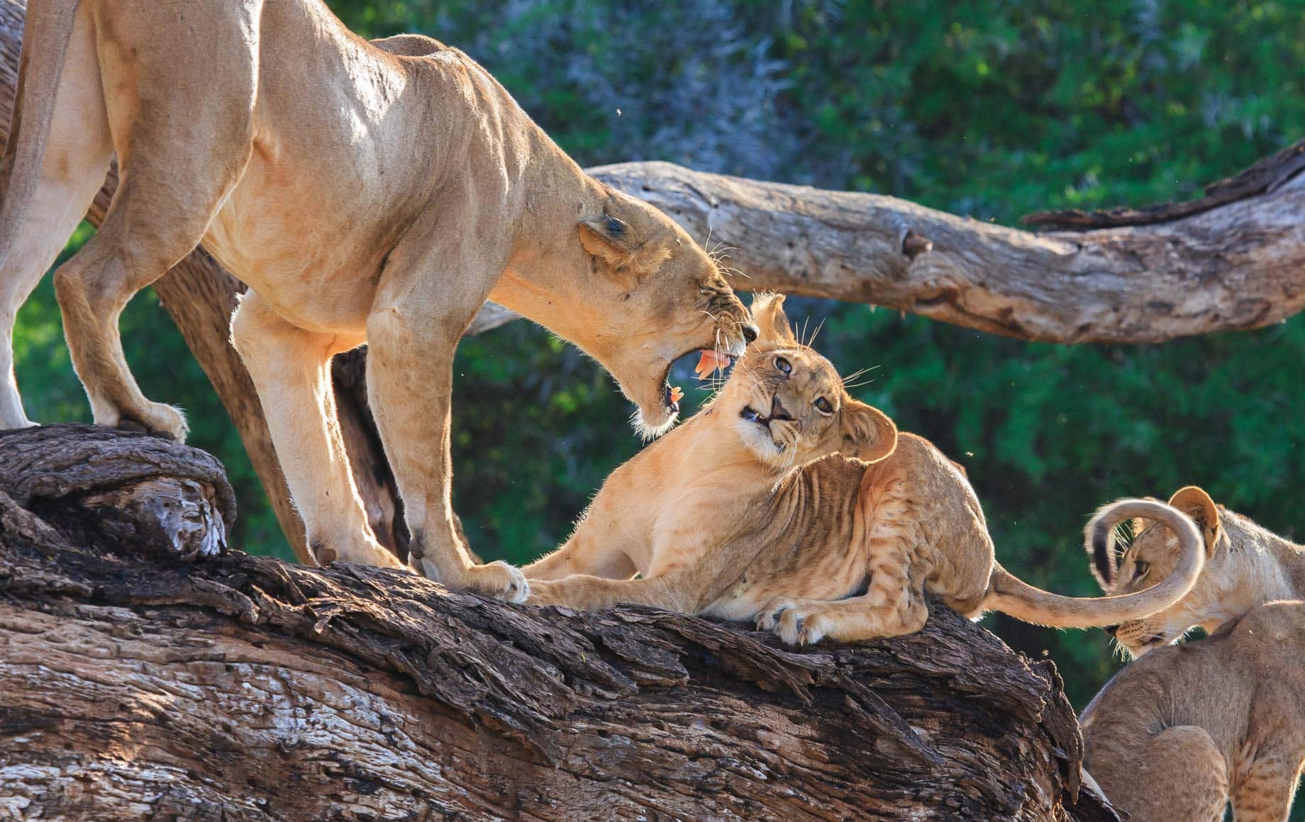 Long Kenya Safaris