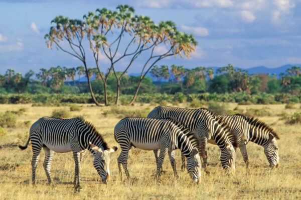 Samburu National Reserve
