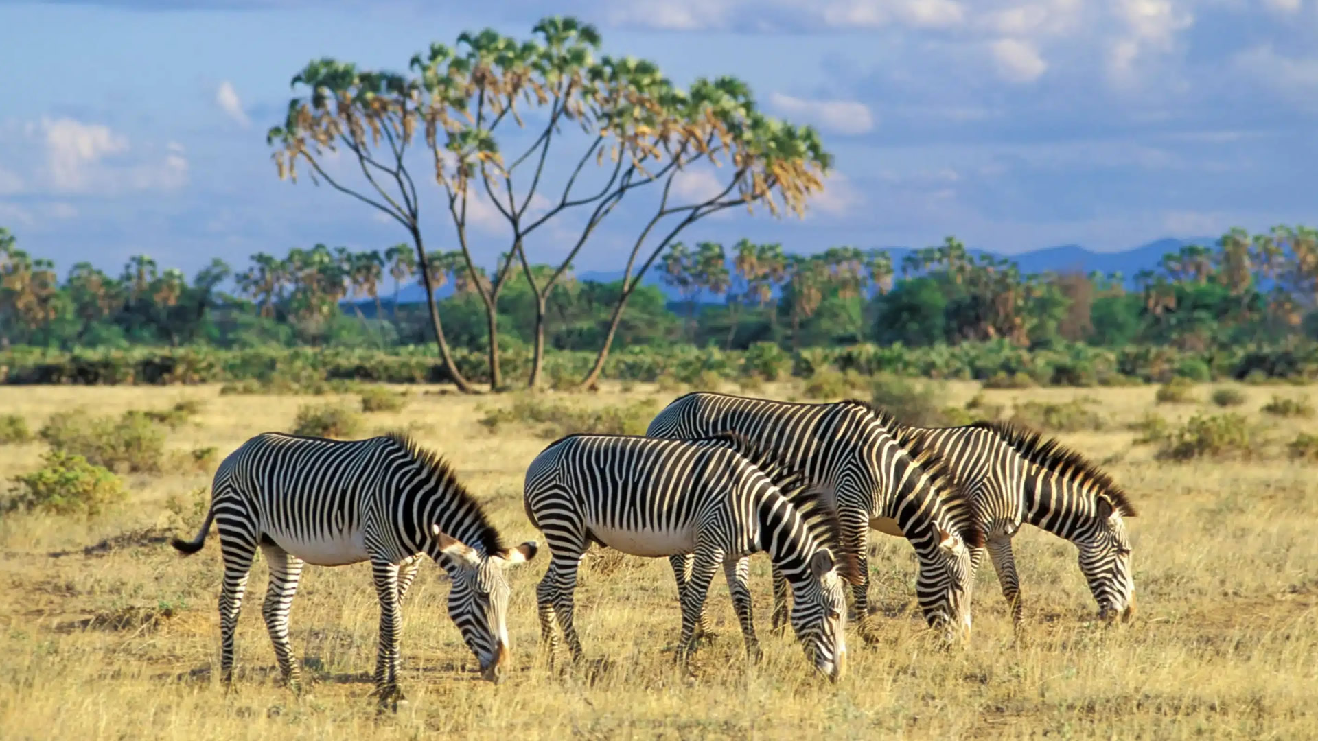 Samburu National Reserve