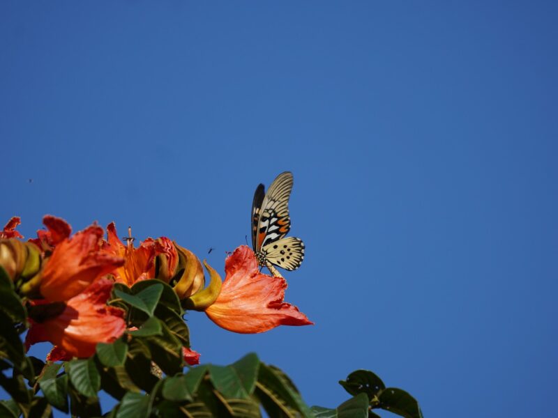 Butterfly and Birding Safaris