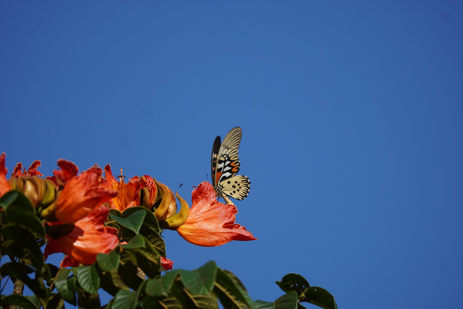 Butterfly and Birding Safaris