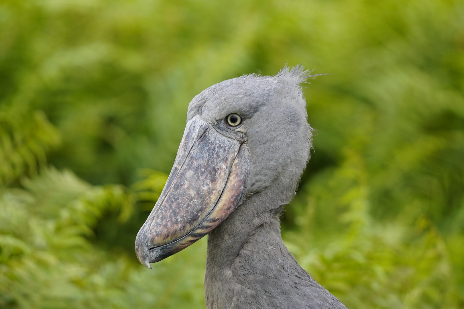 Uganda Birding Safaris