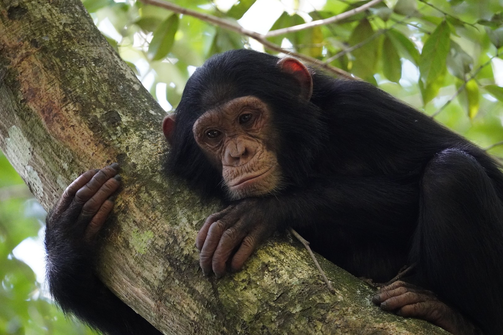 Chimpanzee Tracking Safari