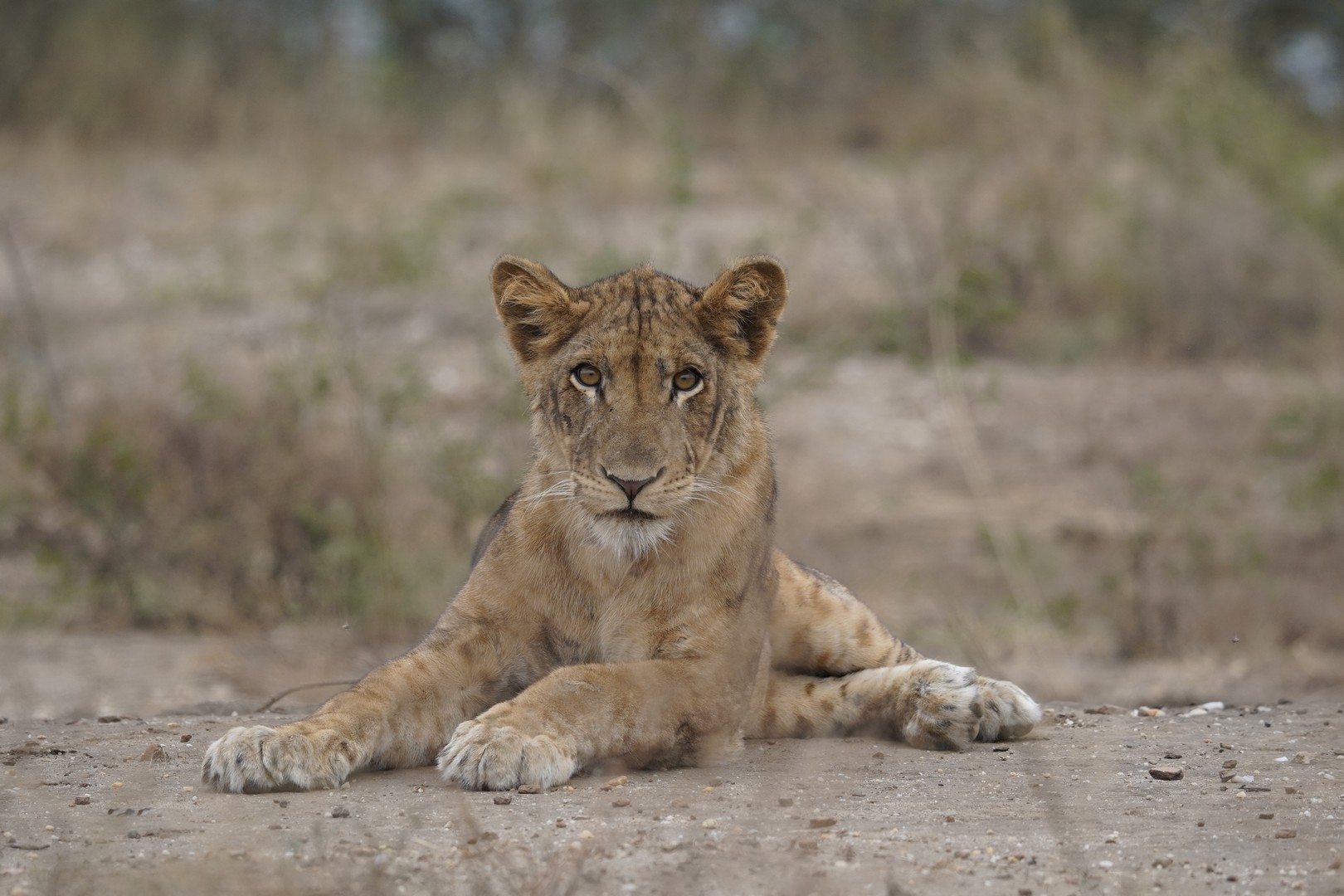 Uganda Wildlife Safari Experience